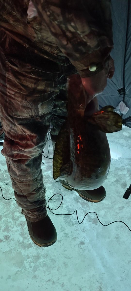 dalec4013's tweet photo. Now broken in first fish in the new shack https://t.co/NGNTKhDqus