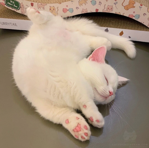 TodoDiaGatinhos's tweet photo. https://t.co/1veaXoiduv