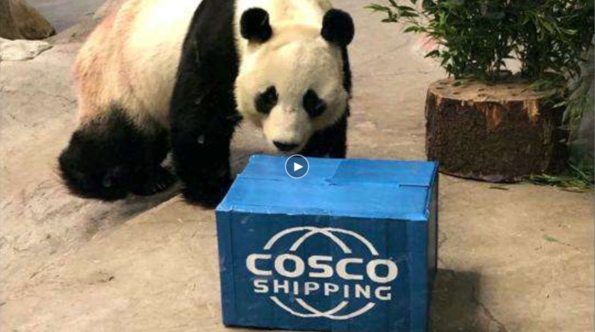 Ukwanggang's tweet photo. COSCO SHIPPING Donates 300,000 Euros for Panda Conservation Project in Finland https://t.co/rzZL5KGCrv