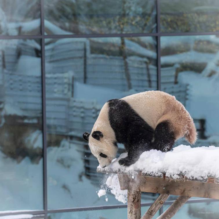 Ukwanggang's tweet photo. COSCO SHIPPING Donates 300,000 Euros for Panda Conservation Project in Finland https://t.co/rzZL5KGCrv