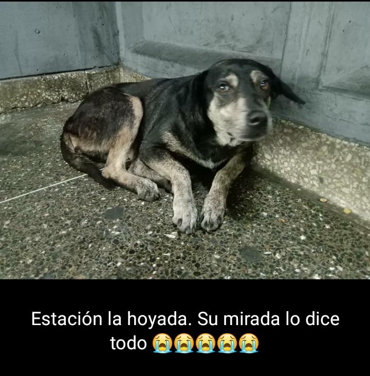 PerroUsuario Wof '•' tweet media