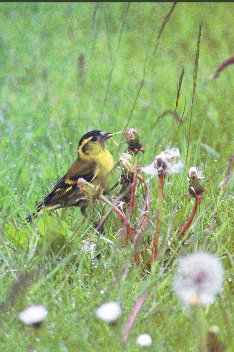 ASPaton's tweet photo. Siskin - garden wildlife, Argyll #NoMowWay https://t.co/ylGXr5Zj44