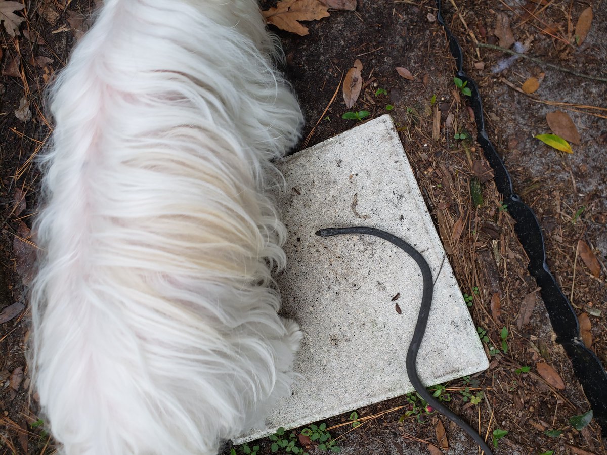 #ZSHQ <a href="/SnowballPierre/">Snowball Pierre</a> <a href="/WestieBiscuit/">🐶 GENERAL SHORTCAKE</a> <a href="/CamTheBoston/">Bindi, Jedi, and Angel Cam</a> <a href="/Sadielicious11/">Rocky Barkboa & Angel Sadie 🌈</a> <a href="/peemail/">Samson & Fursibz</a> Rememba when I caught dis snake. Well, mum let it go but found it ded yesterday. She put it on a chair to bury it later, but it disappeared! I fink it was a zombie aftr all.