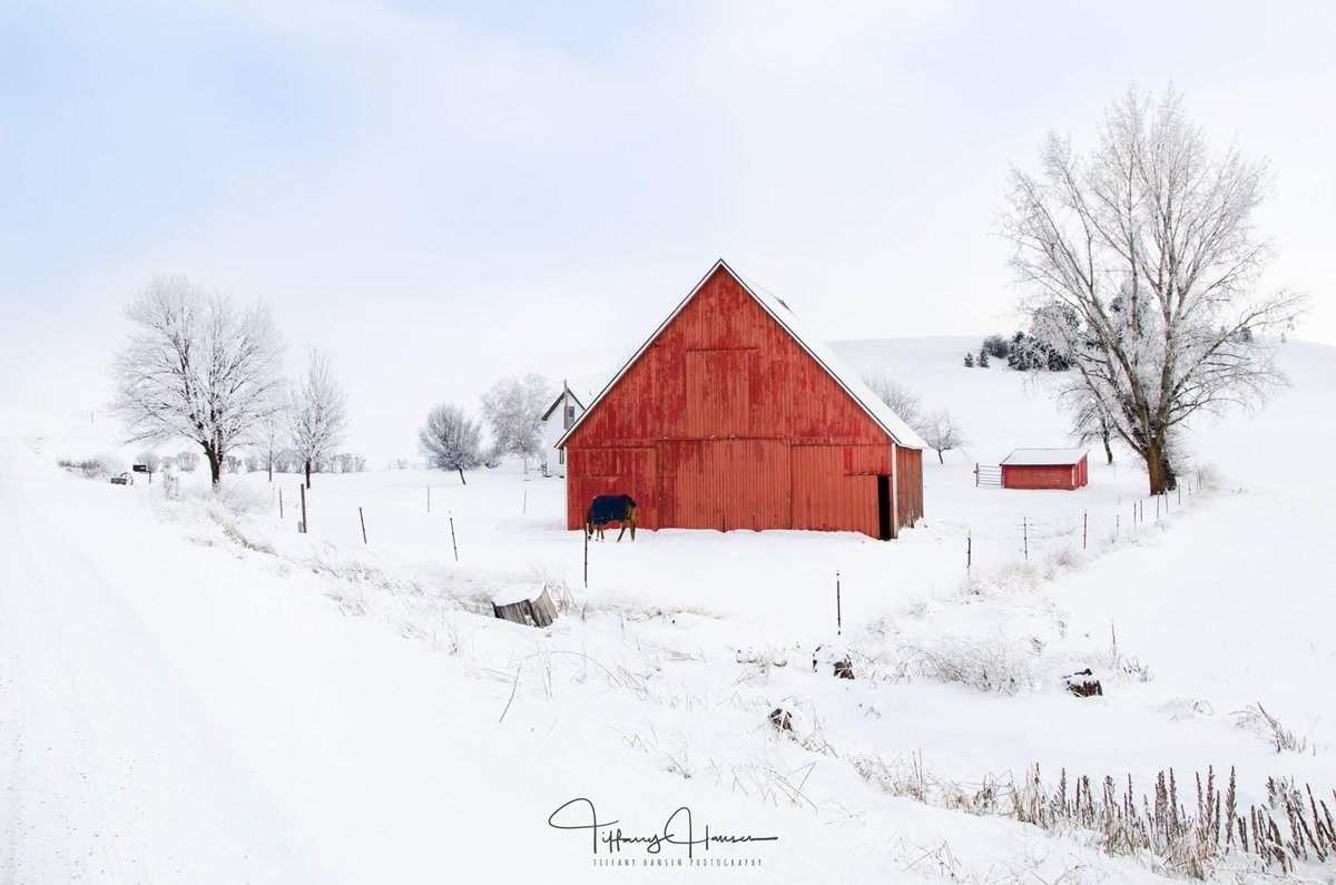 kxly920's tweet photo. Beautiful! Tiffany Hansen Photography captured this photo on a drive through the #Palouse. 😍😍😍 #wawx https://t.co/pnNhb72jJs