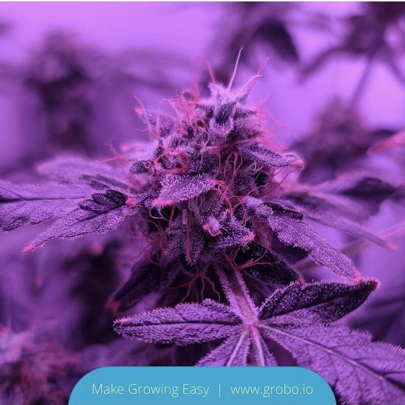 Trichome city! 🥳  

This bud is looking like it's almost ready for harvest. Did you know Grobo Grow Boxes have a drying mode? That's right, you can dry your buds inside your unit once its done growing. Super simple! 

 #hydroponics #growbox #indoorgrower #hydroponics