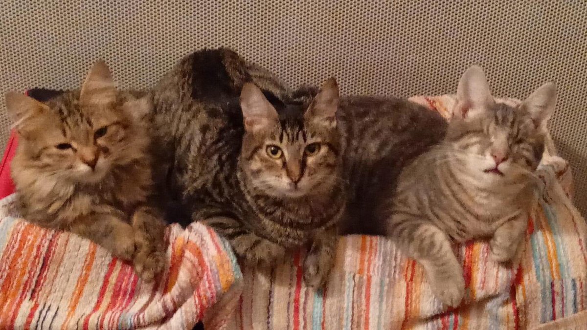 UnNidAToit's tweet photo. Nous avons besoin d'aide, de #famillesdaccueil de #benevoles 
de #dons
#protectionanimale 
Contact par messenger @UnNidAToit  Corse https://t.co/Hym7eXq6ym