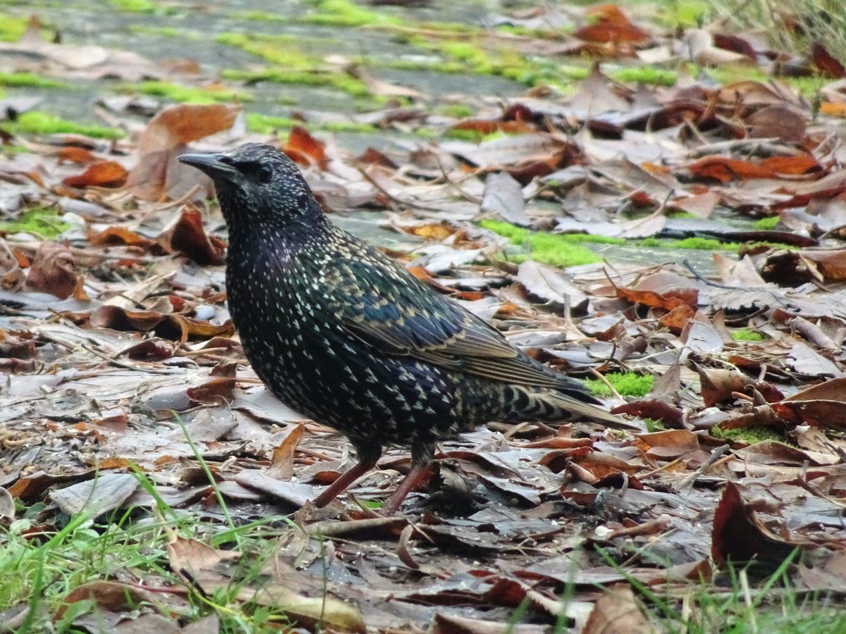 bundweb's tweet image. Ein Star im Garten....

#star #wintervögel #neuhof #taunusstein #rheingautaunus #hessen #vogeldesjahres2018