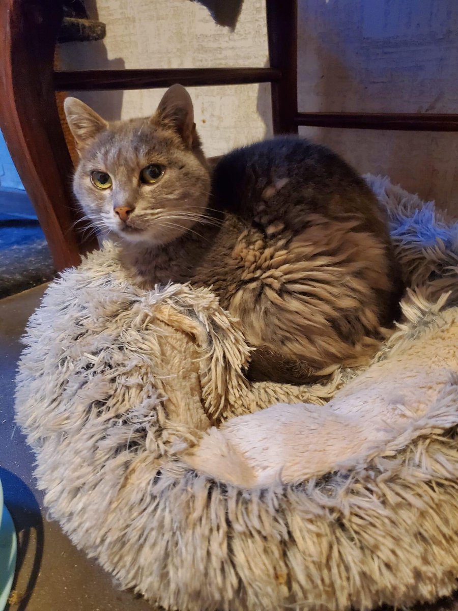UnNidAToit's tweet photo. Nous avons besoin d’une #Famillesdaccueil Longue durée ou une #adoptionresponsable pour un #sauvetage pour DOÑA CHUPA

🐾Doña Chupa souffre d'une insuffisance rénale. 

Adoptant ou famille d'accueil, tout sera pris en charge par @UnNidAToit 
contact par messenger, Corse https://t.co/HYJ5zHYSXu