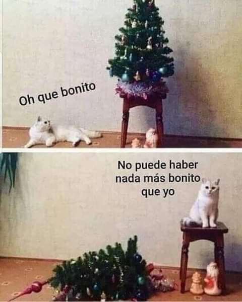 UnGatoLetrado's tweet photo. 😸😸😹 https://t.co/awtwoXj114