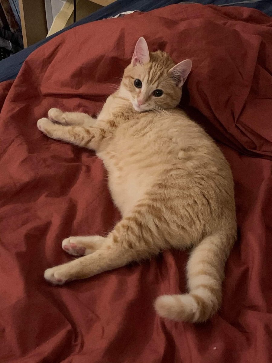 UnNidAToit's tweet photo. A L’ADOPTION Fabiola,

Sa famille d'accueil va partir et rend son appartement et Fabiola attend un adoptant 

#adoptionresponsable contact par messenger @UnNidAToit Corse https://t.co/rsj5U1vdqx