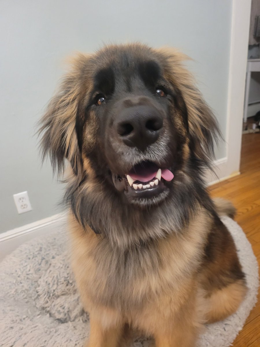 thewonderleo's tweet photo. SNOW? DID I HEAR YOU SAY SNOW??? #dogsoftwitter https://t.co/jLq9u0twrO