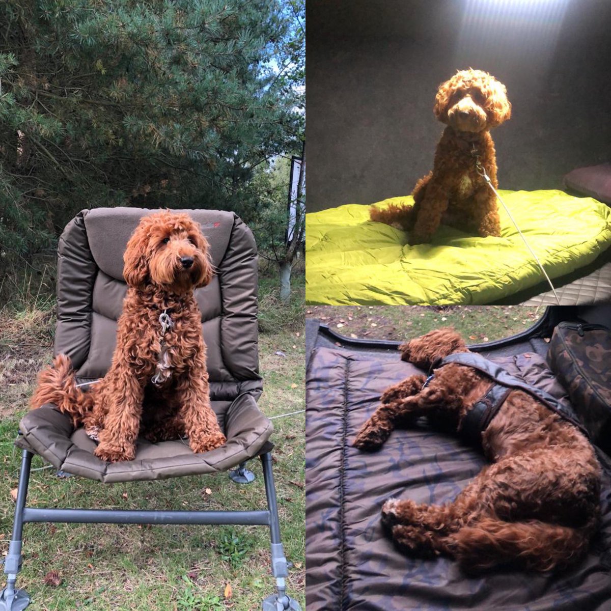 CockapooRufus's tweet image. I loves fishing with my Daddy #DogsofTwittter