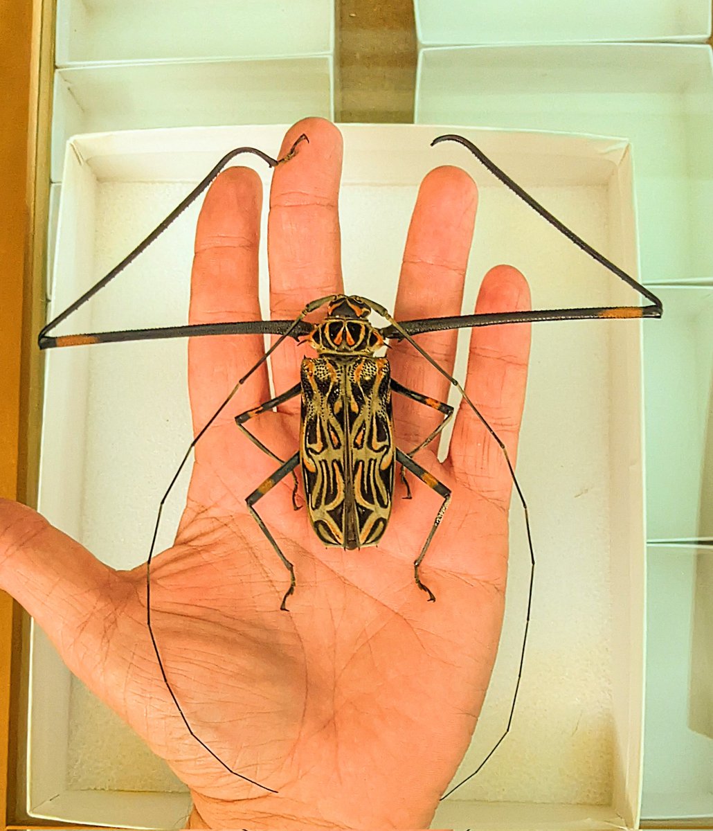 Oliver Keller Ph.D. tweet media