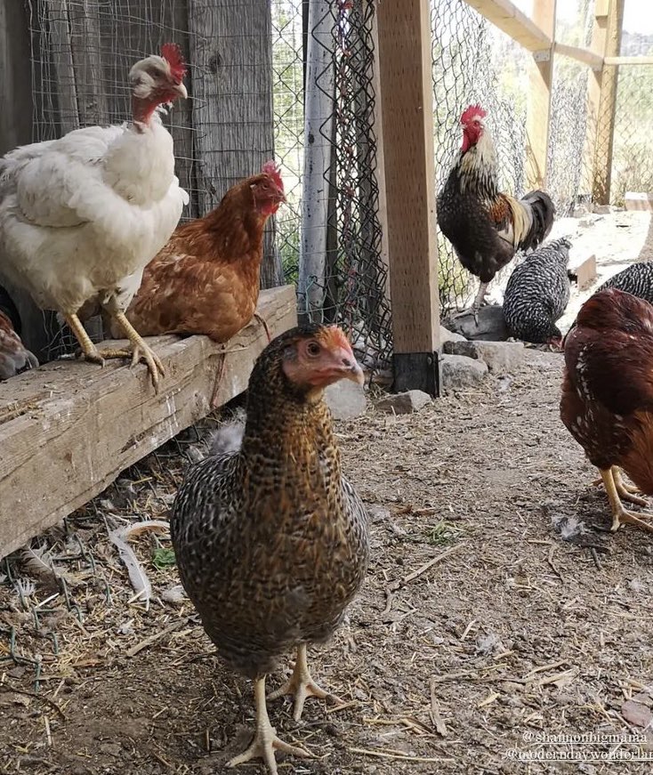 #Kelowna Our #chickens Need Your Heart &amp; Help! We are in need of hay/straw, or wood chips 2 keep our Mamas Farm Chickens warm in these cold months, but are having no luck💔
Please DM us if U can help, or kindly share to see if someone in your community can help!
#WinterIsComing