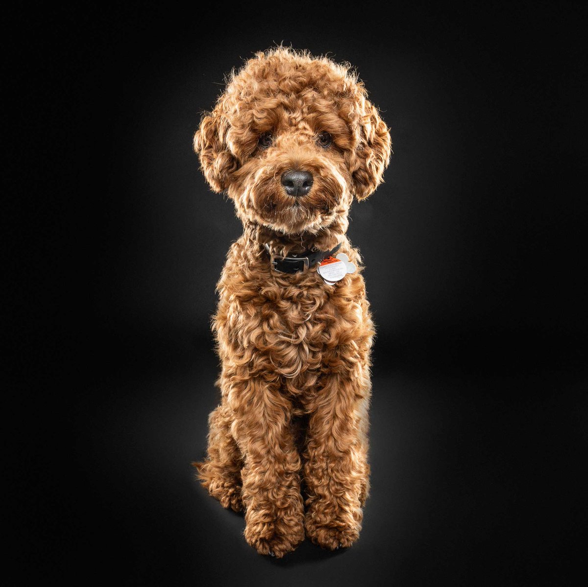 As a company that recognizes the significance of pet companions in our lives, we paid tribute to Edenshaw’s extended family with portraits! 

Introducing, Leo, Development Manager.

#EdenshawDevelopments #ThoughtfullyDesigned #TorontoPooches #YYZ #Mississauga