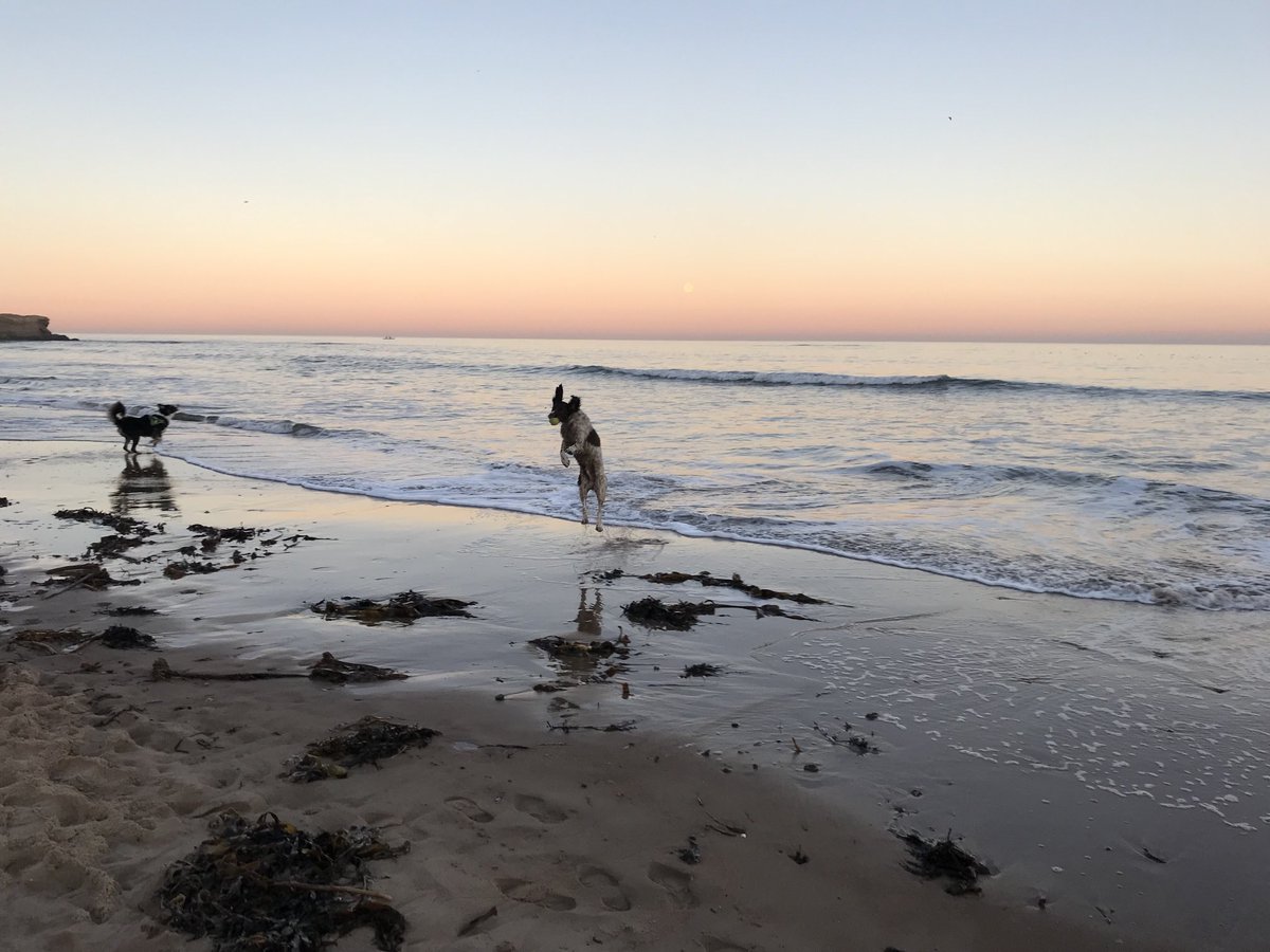 Pippa Moore (@pippa_j_moore) on Twitter photo Well that blew away the cobwebs after beers last night with @aileencmill & <a href="/clare_fitz/">Clare Fitzsimmons</a>. Longsands was stunning with a full moon rising and Sphagnum the dog getting some serious air time 🌅 Well that blew away the cobwebs after beers last night with @aileencmill & <a href="/clare_fitz/">Clare Fitzsimmons</a>. Longsands was stunning with a full moon rising and Sphagnum the dog getting some serious air time 🌅