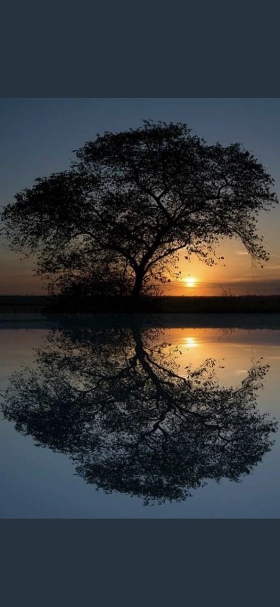 Lamb_Bytes's tweet photo. “No tree, it is said, can grow to heaven unless it’s roots reach down to hell.”

                              — Carl Jung https://t.co/D1dooA2lKC
