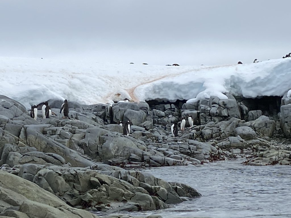 Lesley Goodburn tweet media