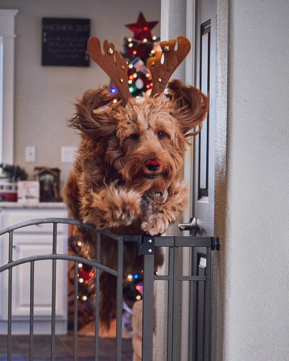 ThatGDoodle's tweet photo. It’s Murphy with a nose so bright, can she guide your sleigh tonight? #DogsofTwittter #Santa #rudolphtherednosedreindeer https://t.co/lFsyW5RWQu