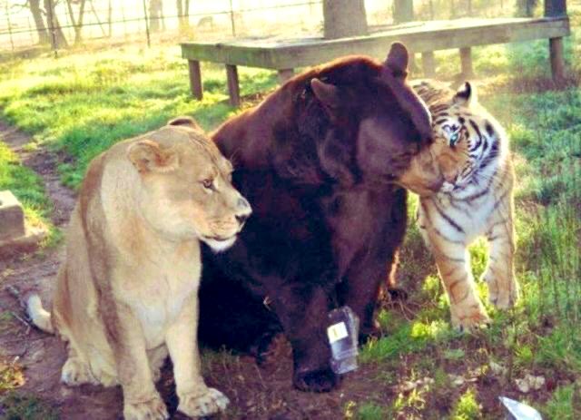 travelanita1's tweet image. Animals know well
What humanity forgot
 for a while..#WeAreOne♥️
#ReMemberUnity 

Baloo the American Black Bear, Leo the African Lion, and Shere Khan the Bengal Tiger😇💜🙏🏻