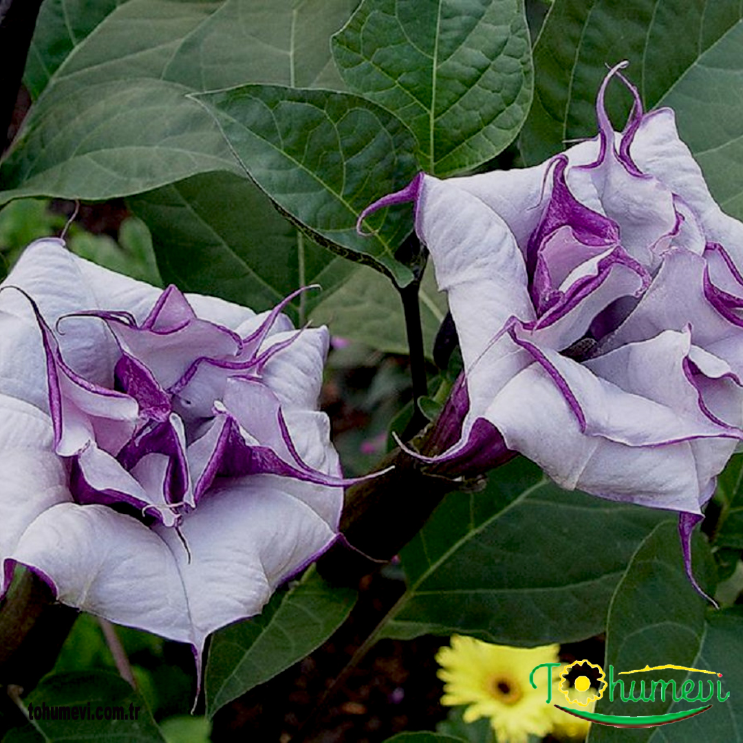 tohumevi's tweet photo. tohumevi
🌺Ürün Adı: Datura Katlı Mor Çiçegi Tohumu
🌱Tohum Adeti: 15 ADET
💵Fiyatı: 6 TL
💸Kapıda ödeme seçeneği
Kredi Kartı İle Ödeme Seçeneği
100 TL üzeri siparişlerde kargo ücretsiz
☎️Sipariş Hattı 08503059483 Whatsapp 
https://t.co/lkgCVjguCI https://t.co/PyuSYQu8iZ