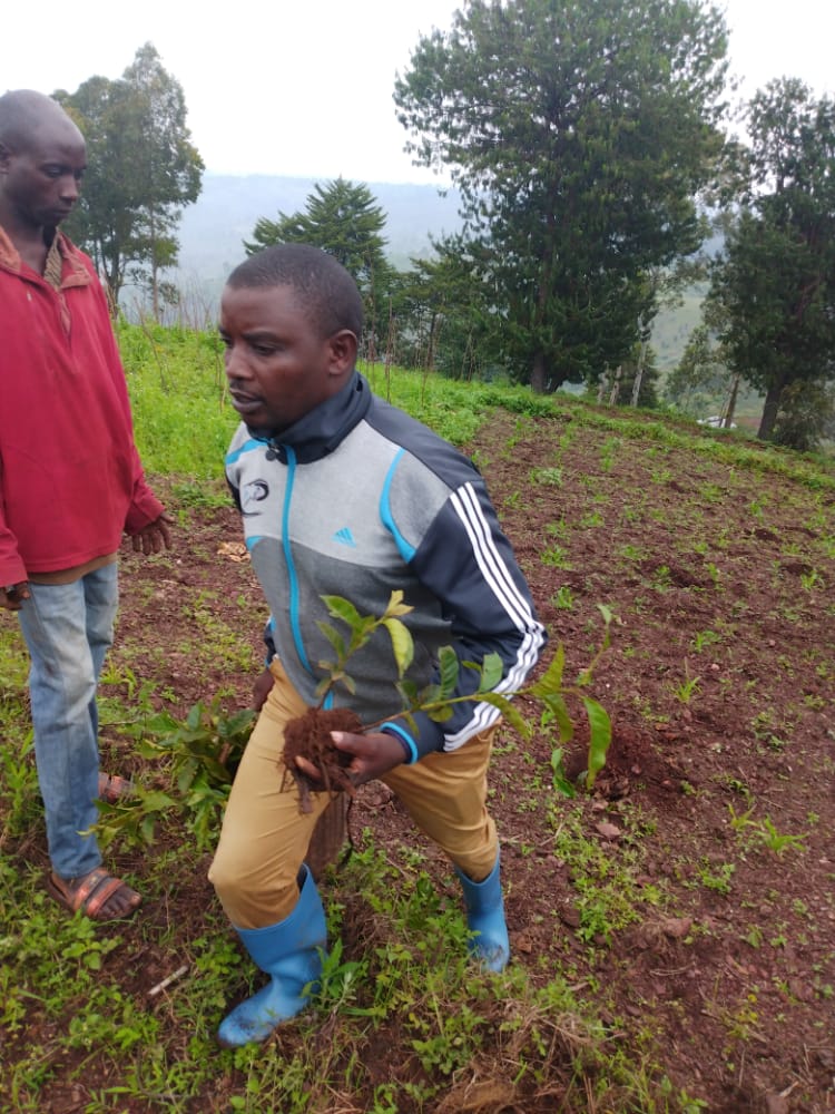 CommuneKiremba's tweet photo. En date du 18 Décembre 2021, l'administrateur de la commune KIREMBA commencé le projet de plantation de caféiers dans les domaines public commençant par les alentours du nouveau bureau communal en construction sur la colline Kiyange, zone GAKERE https://t.co/0YkMC1HtKu