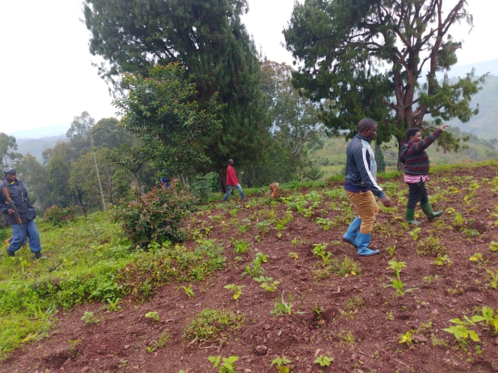 CommuneKiremba's tweet photo. En date du 18 Décembre 2021, l'administrateur de la commune KIREMBA commencé le projet de plantation de caféiers dans les domaines public commençant par les alentours du nouveau bureau communal en construction sur la colline Kiyange, zone GAKERE https://t.co/0YkMC1HtKu