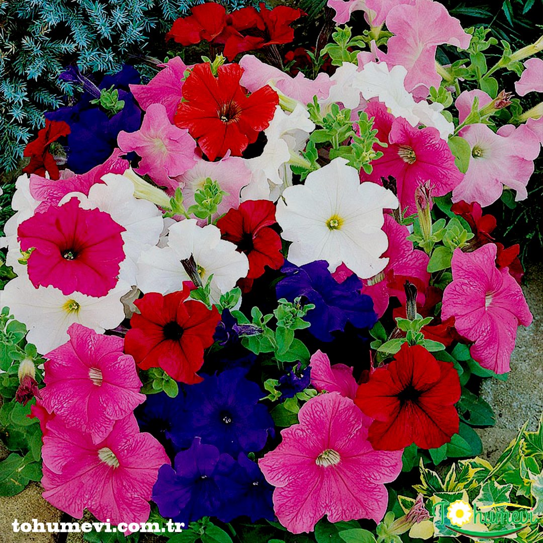 tohumevi's tweet photo. 🌺Ürün Adı: Petunia grandiflora İri Çiçekli Karışık renkli Petunya
🌱Tohum Adeti: 100
💵Fiyatı: 6 TL
💸Kapıda ödeme seçeneği
100 Tl Üzeri Ücretsiz Kargo
☎️Sipariş Hattı Whatsapp: 0 (542) 214 79 29
https://t.co/tflDGe10Cs https://t.co/ioQvjISBJt