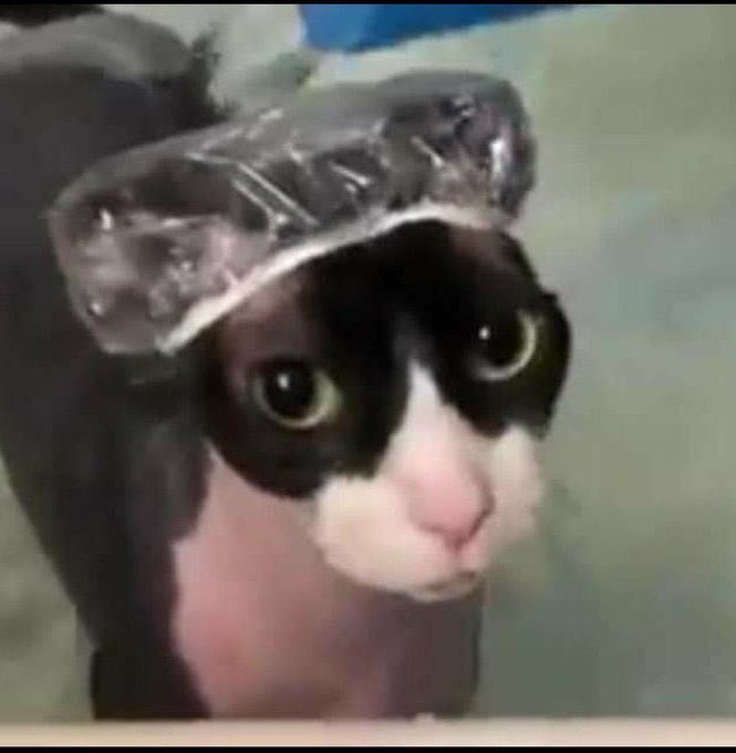 000000000x_x's tweet photo. esse gato e muito bonitinho https://t.co/TFGuwz85zJ