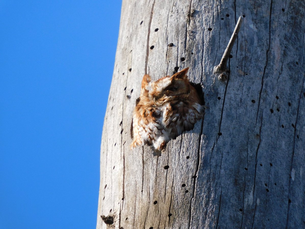 tphilographics's tweet photo. 💤🦉Sleepy Screech Owl, April 2021

#sleepy #owls #ohio #birds #nature #tinybutmighty https://t.co/HXQVe5lkMO