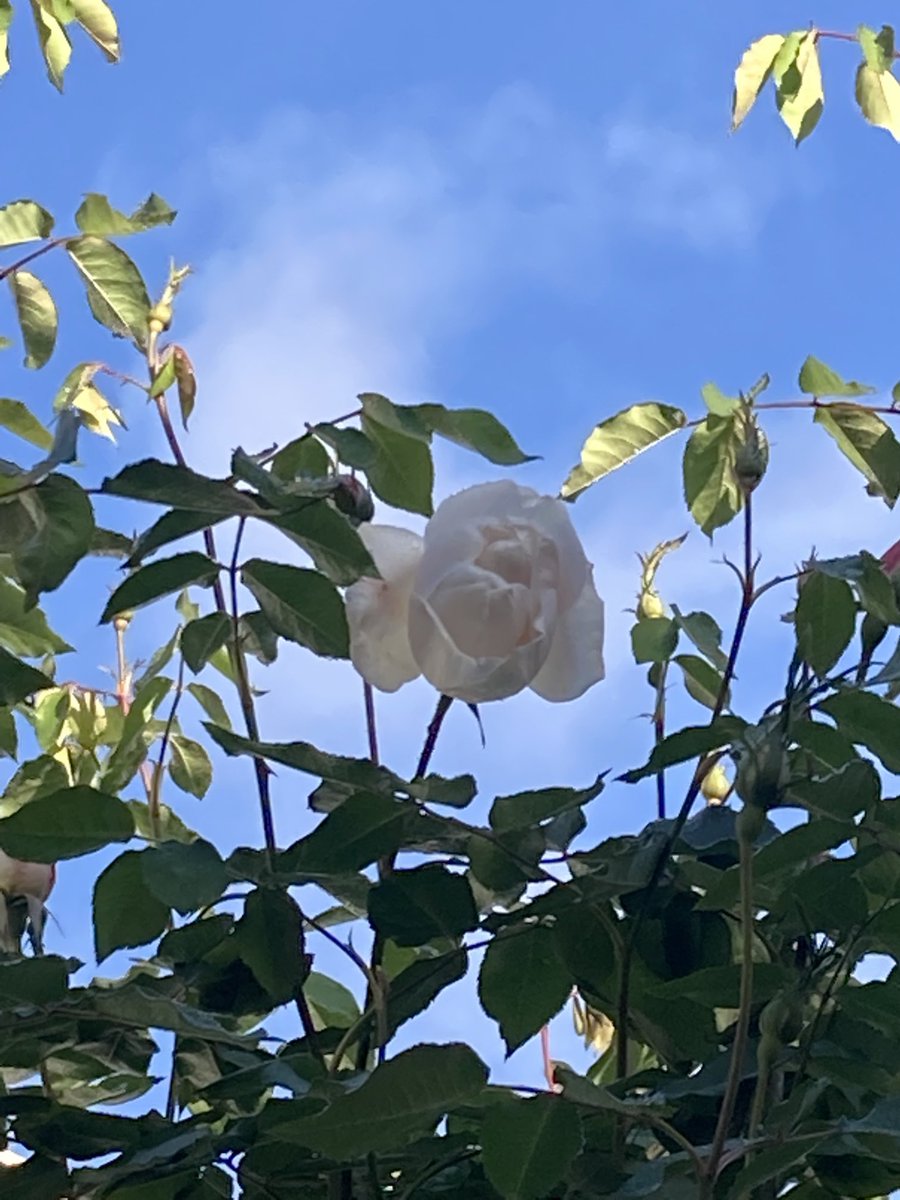 Noisette climbing rose Madame Alfred Carriere is just starting to bloom on my side fence. This is one of the most fragrant roses there is!
#noisette
#madamealfredcarriere
#heirloomrose
#薔薇
#garden
#庭