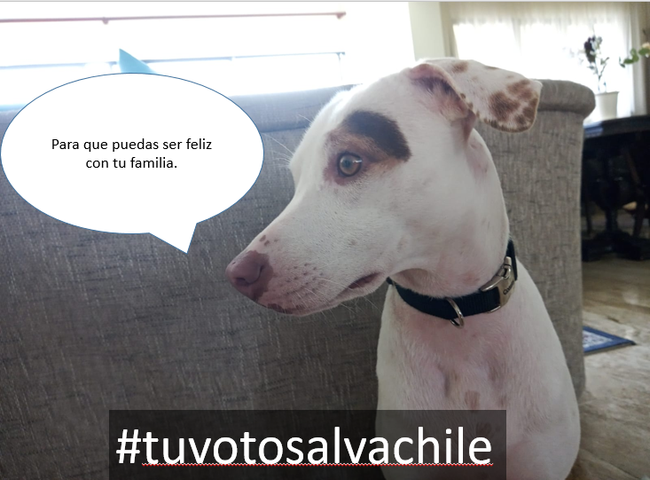 Sebastian178065's tweet photo. Manchi dice que tu puedes ayudar en la pelea contra el comunismo. #PerritosLindosConKast #TuVotoSalvaChile https://t.co/pzPTY90IPb