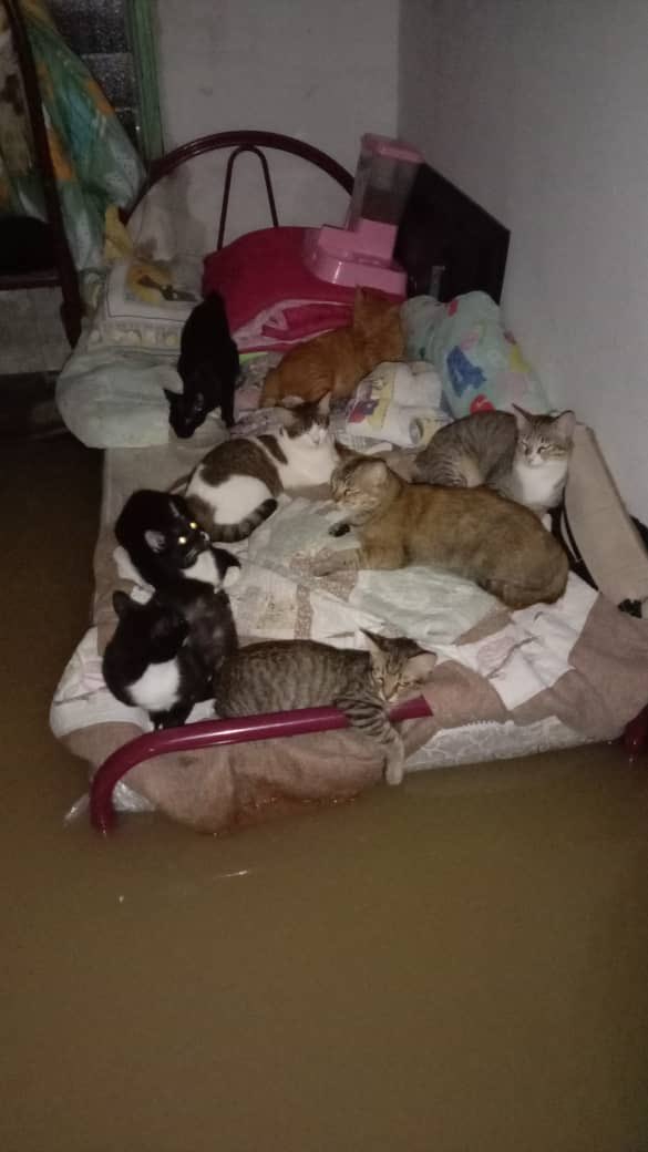 IzamJoyy's tweet photo. Don’t forget to keep this creature safe too 🥺😭 #DaruratBanjir https://t.co/qZTOwjyI7U