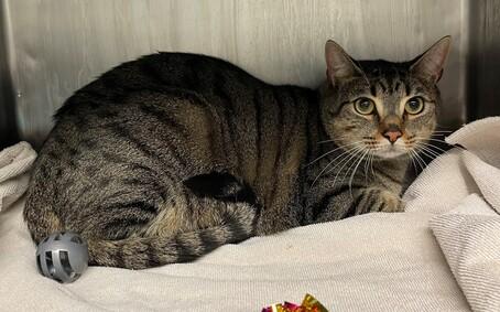 NYCDEATHROWCATS's tweet photo. This very handsome boy is Atticus. He is a 2 year old kitty who was dumped by his owner. Atticus has a history of urinary tract issues and is on a special diet. A follow up vet check is in order to determine if any further diet changes are needed. https://t.co/qdxJAZz85h https://t.co/DY4WPy3tVr
