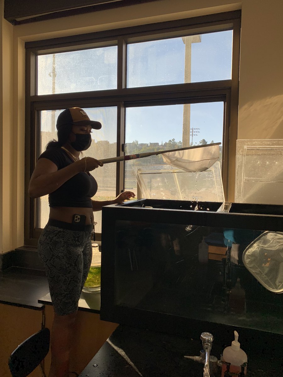 WillJacoway's tweet photo. Released White Sea bass with @hubbsmikes and @HubbsResearch today as part of the #SITC program.
@helixcharter students were excited to release the WSB that THEY raised and cared for. https://t.co/T6HqkZul9f