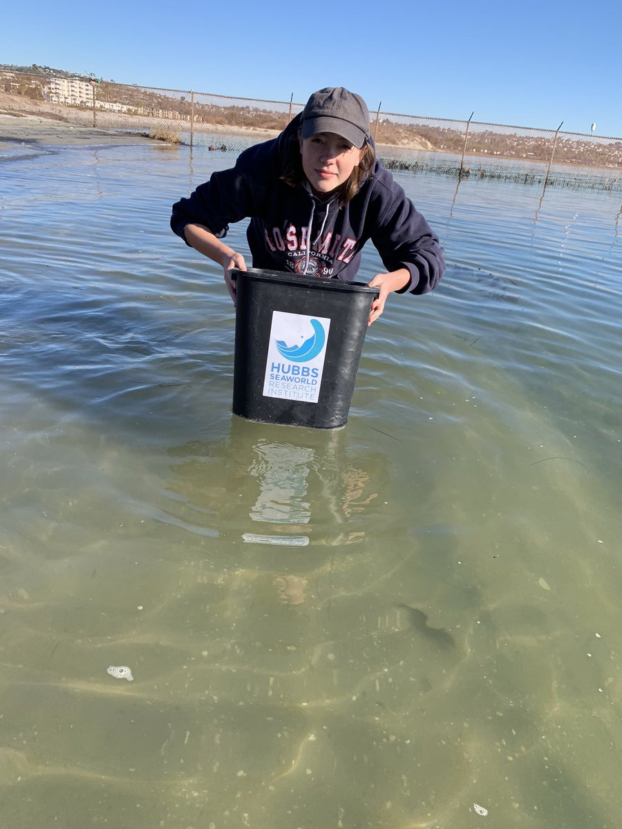WillJacoway's tweet photo. Released White Sea bass with @hubbsmikes and @HubbsResearch today as part of the #SITC program.
@helixcharter students were excited to release the WSB that THEY raised and cared for. https://t.co/T6HqkZul9f