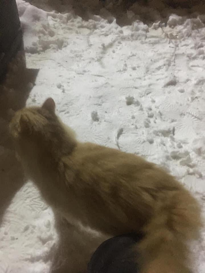 Ciekurkalna's tweet photo. #Čiekurkalns kaķu namiņos Saulkrastu ielā 2 ir uzradies jauns iemītnieks. Iespējams, noklīdis mājas kaķis, kuru kāds meklē. #atrasts #pazudis #kaķis @Ulubele @Zoopolicija https://t.co/NTB2GjZHcJ