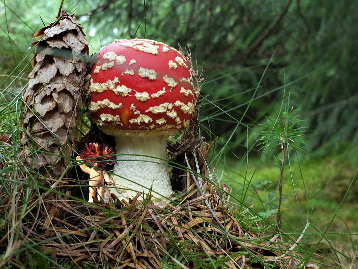 Cageybaby1's tweet photo. CageyBaby Shroom.
“Welcome to my humble abode.”  check it:@OpenSea 
#nftcollector #nftcommunity #nftartgallery #nfts https://t.co/G0icmFuYM3