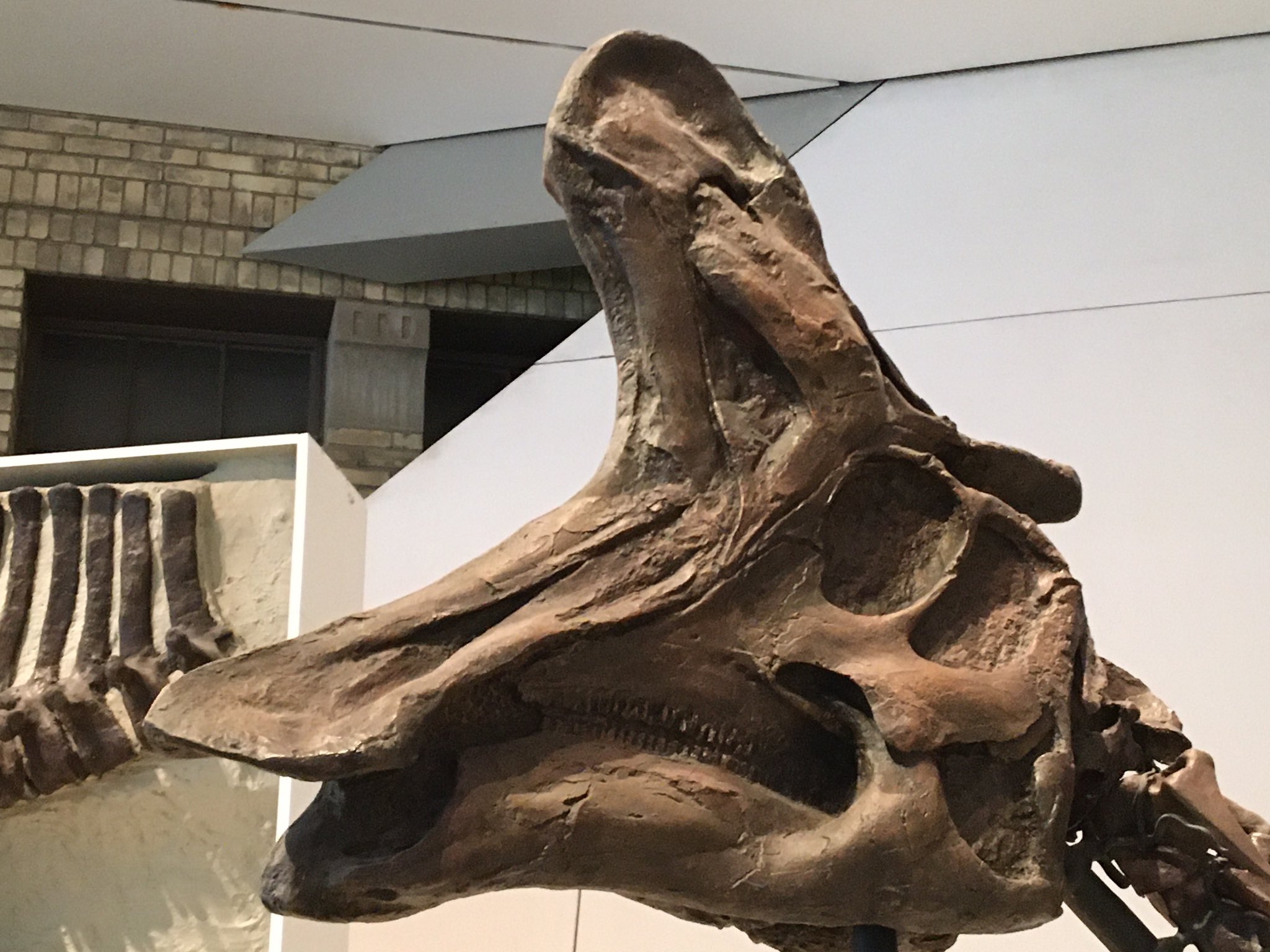 Hank Sharpe on Twitter: "PSA for artists drawing the crest of Lambeosaurus  as a thin plate extending from the skull roof (incl me): it\