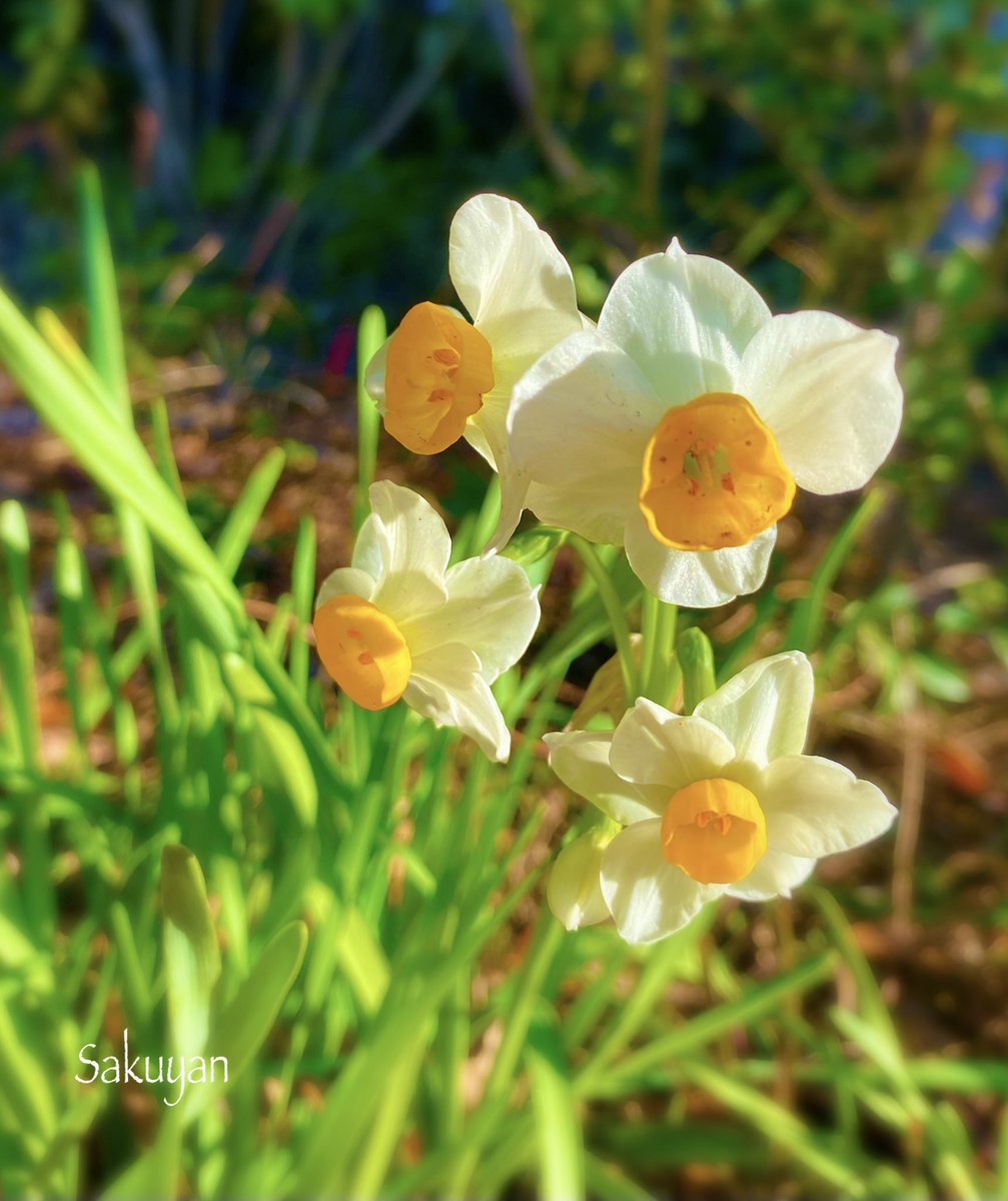 ✨さくやん✨ tweet media