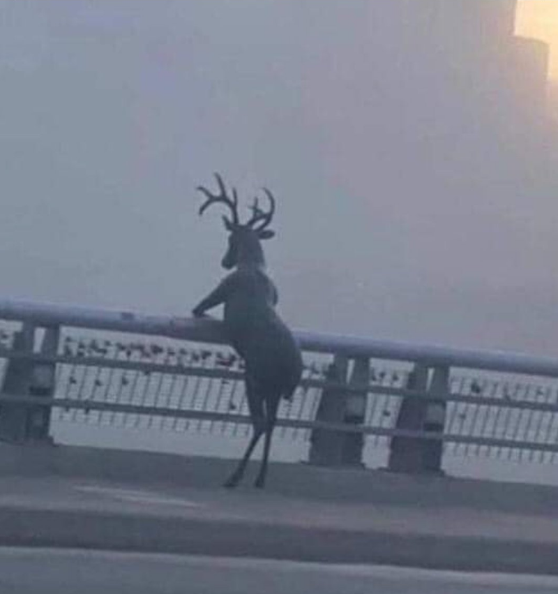 los_renos's tweet photo. Depresión post navidad ☹️🦌 https://t.co/fVBx7YYdb8
