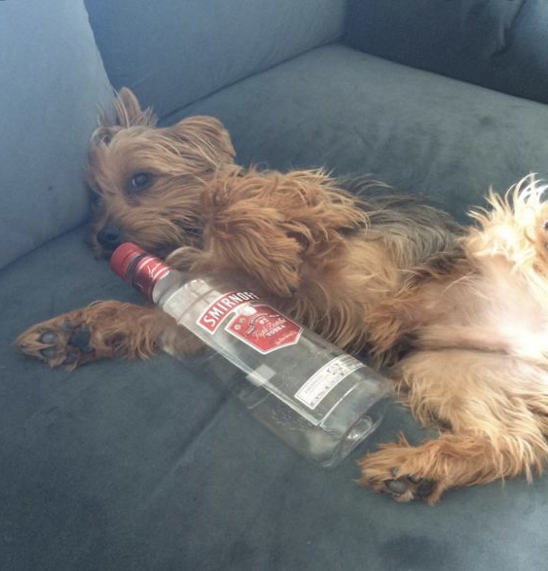 BEATRIX!!!! Get up!!!! 😠 oh the shame #ZSPAWTY