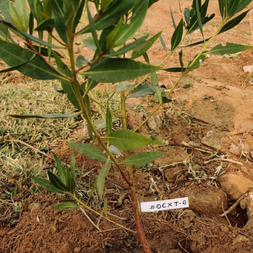 OnChainStore's tweet image. #Minted OCXT#0 by 0xf717c6A8a694fF29c5614aC7Ffd83b0Ec04cc3e7

We had pre-planted few trees for our first couple of mints. More coming up.
Remember, each tree you mint = we plant a tree in the real world

#NFTMinting #NFTs #NFTCommmunity