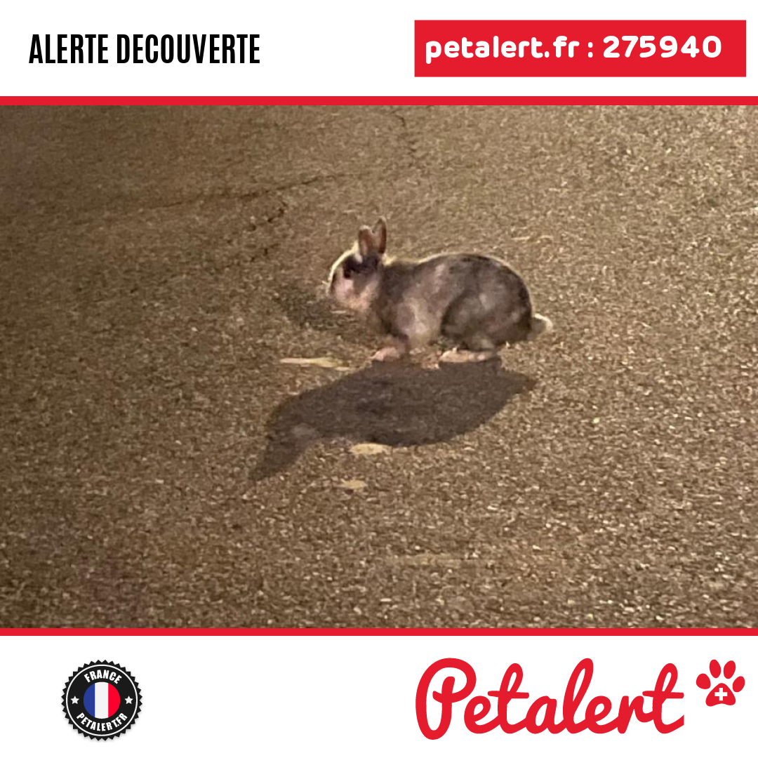 Trouvé #Lapin #HauteSavoie #EpagnyMetzTessy #Petalert  #PetAlert74 / p3t.co/A3iVA