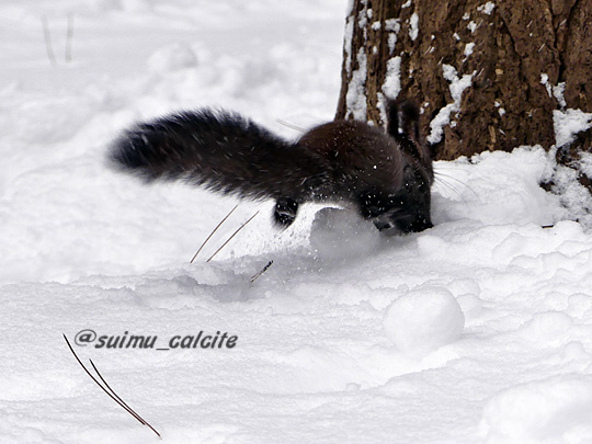 エゾリスのtwitterイラスト検索結果 古い順