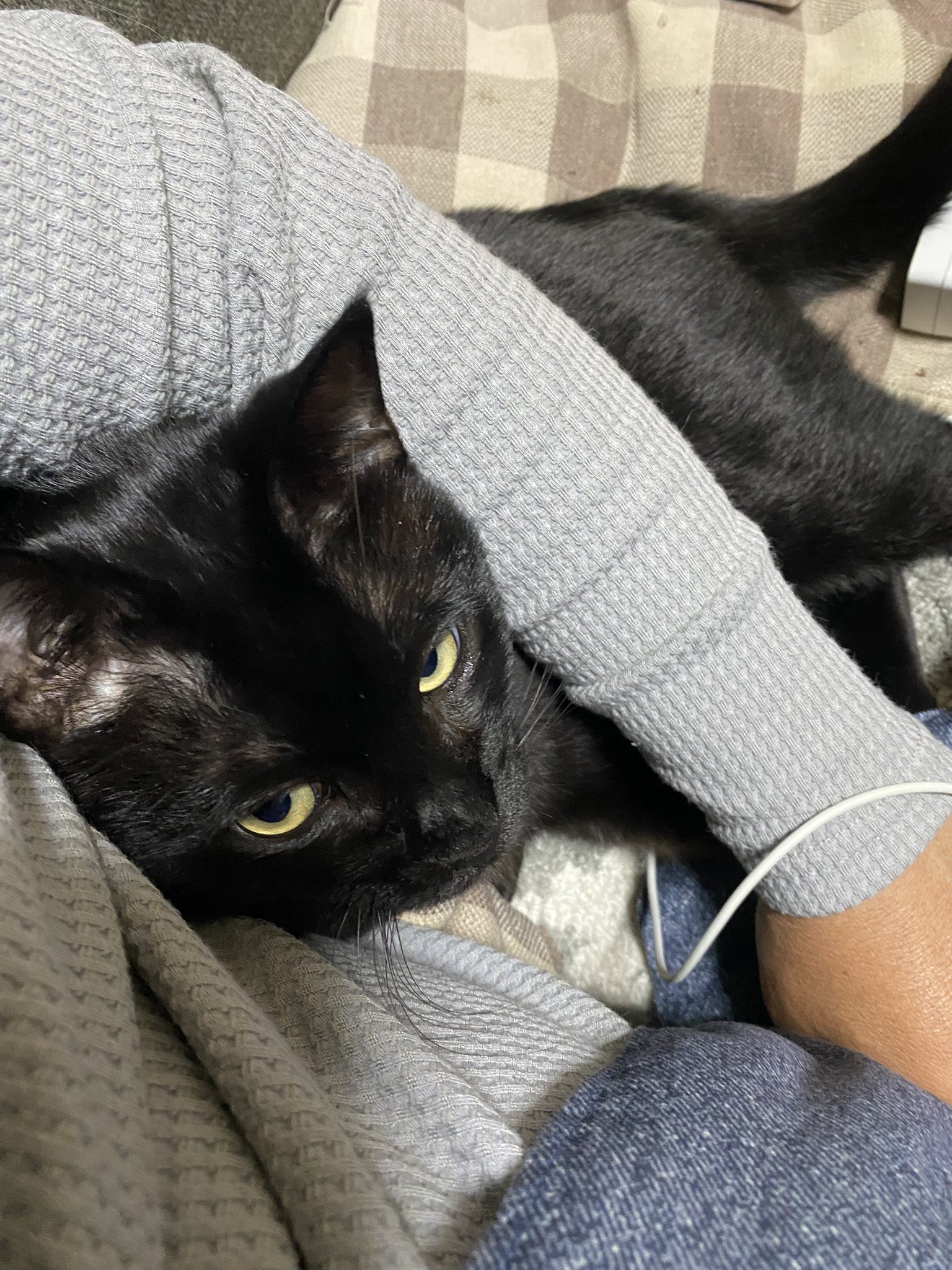 黒猫可愛い Twitter Search Twitter