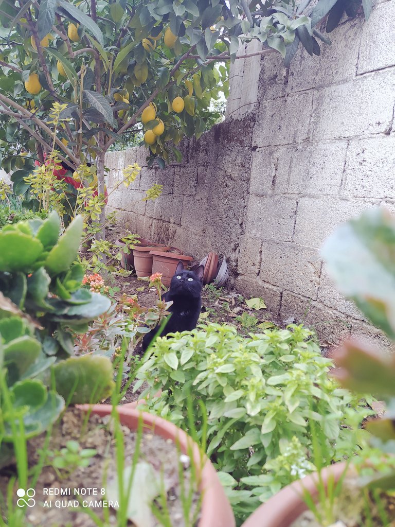 Benim güzel kızım, en sadık dostum🐈🐾