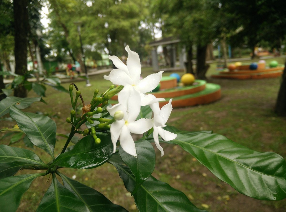 SantriInsaf's tweet photo. Mampir taman #eh https://t.co/UYW3CVKbt8