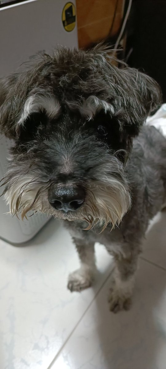 groomingpitstop's tweet photo. Guess who is back for pawcation? #staycation #pawcation #junior #schnauzer https://t.co/mnAl68xeXD