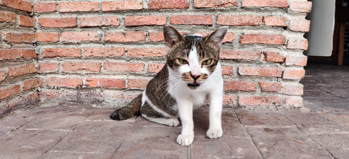 KoenOlie's tweet photo. Good ride except for a nasty dog encounter which made me stop. Luckily it's owner came outside with a big stick, trying to control that monster. But why let your dangerous dog roam outside anyway? Eternal mystery here I guess...
#cycling #Thailand #nonthaburi #nastydogs #Cats https://t.co/1QKNn50CxT